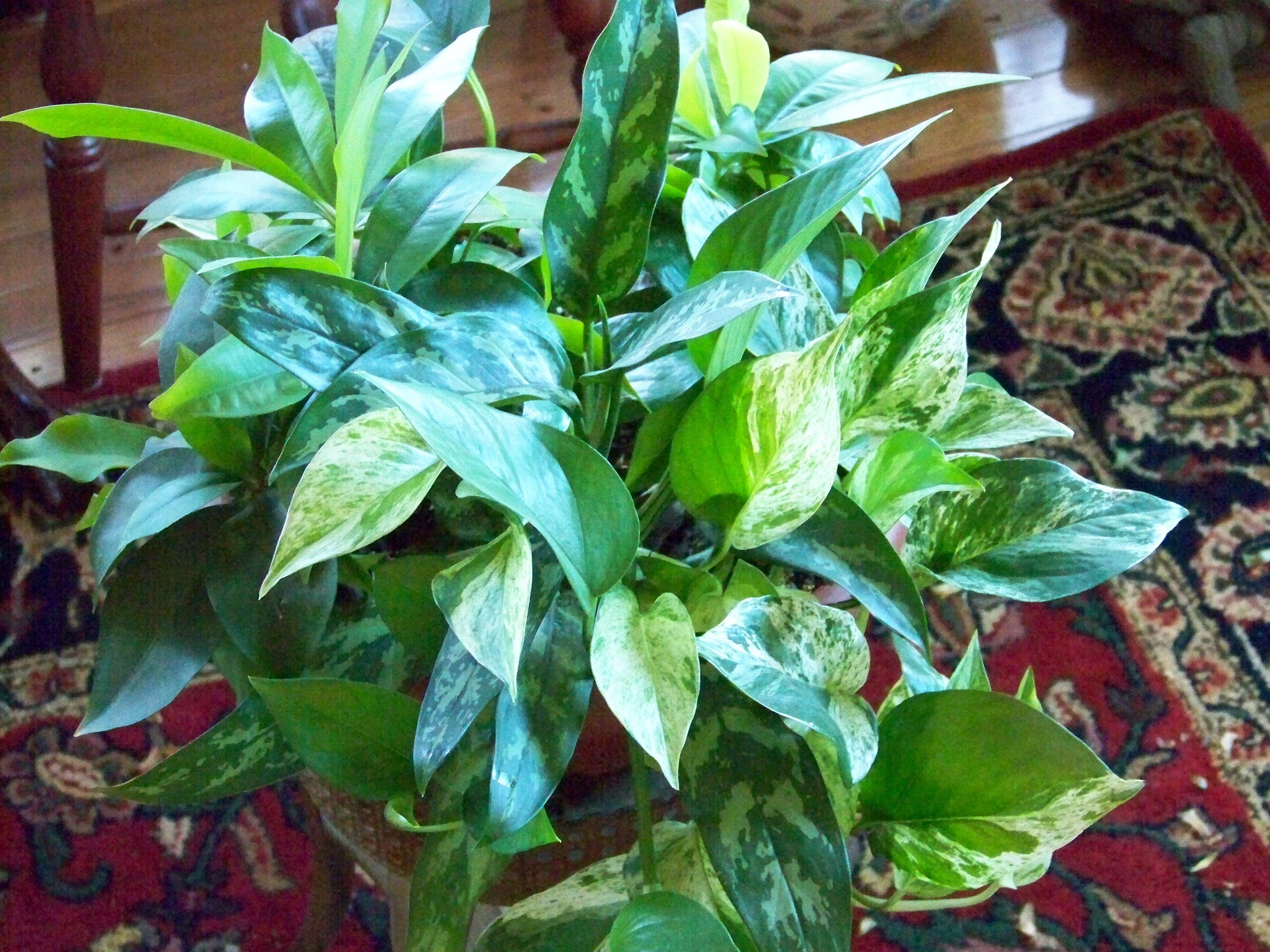 pothos houseplant