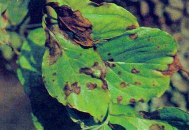 Dogwood Anthracnose