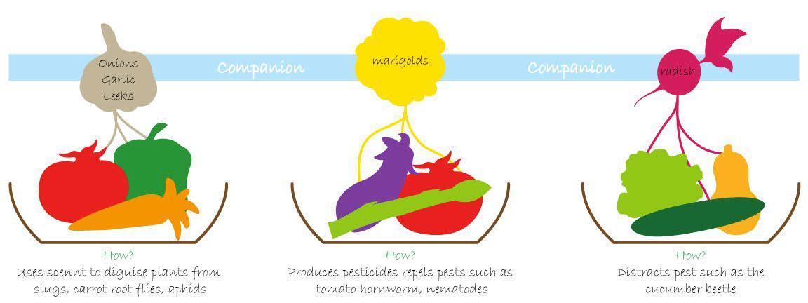 Companion Planting Combinations