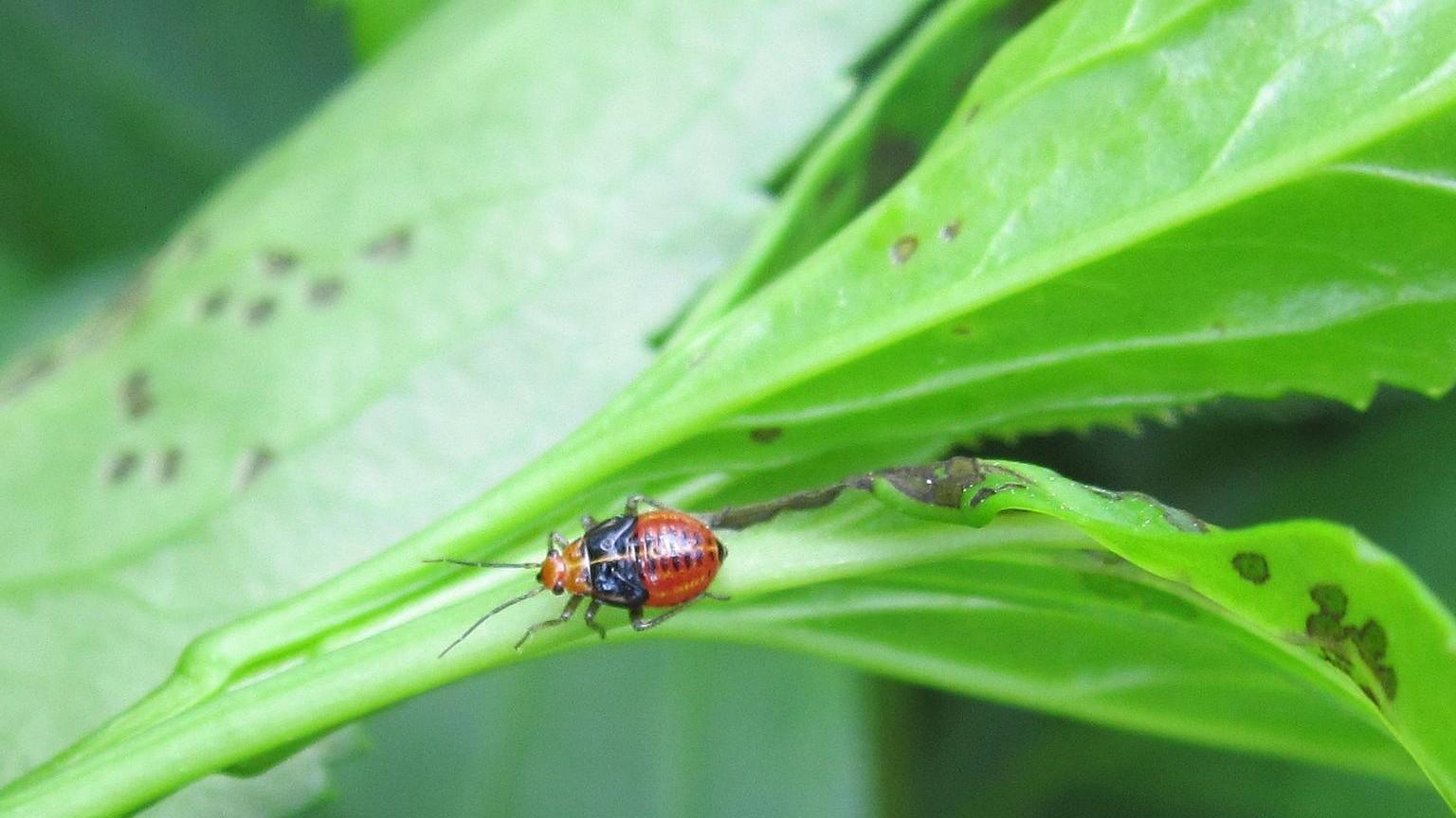 four-lined plant bug nymphs