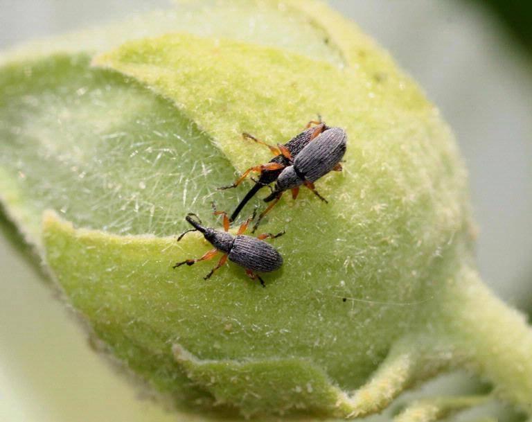 hollyhock weevils