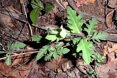 young Japanese honeysuckle