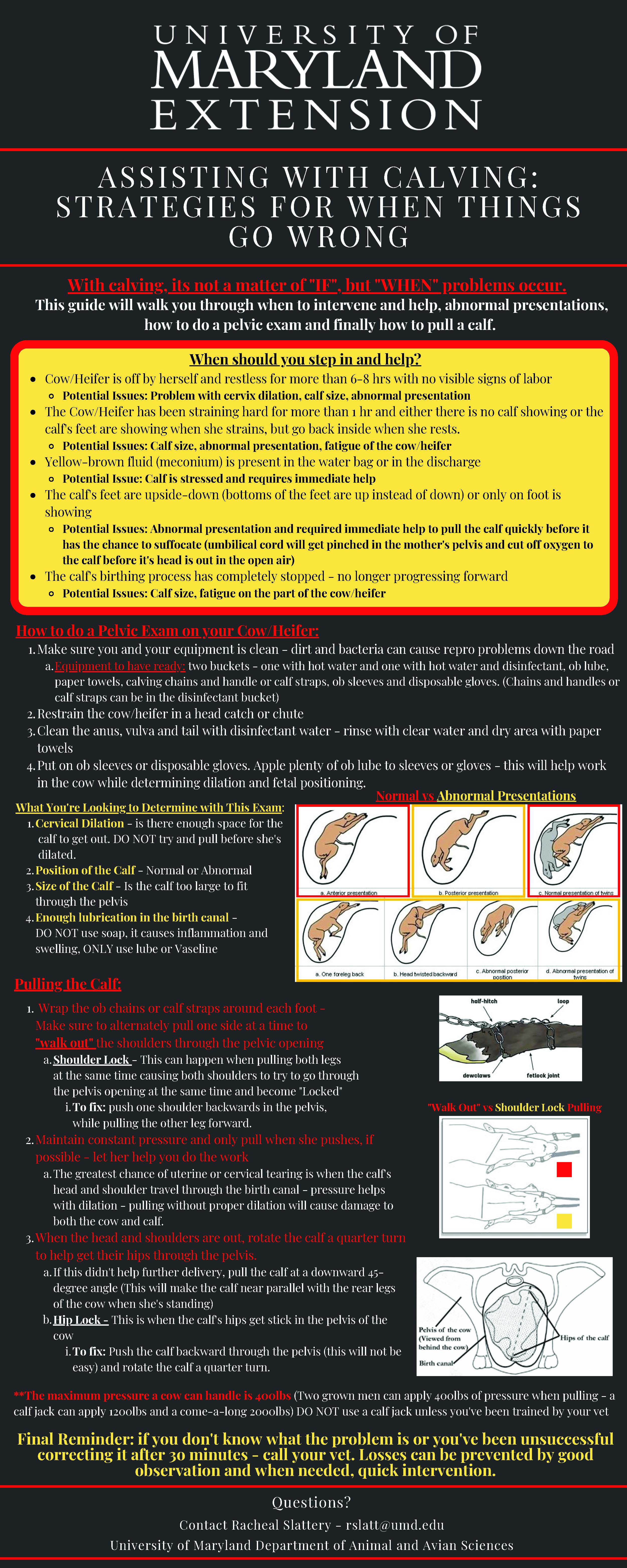 Assisting With Calving: Stategies For When Things Go Wrong Infographic