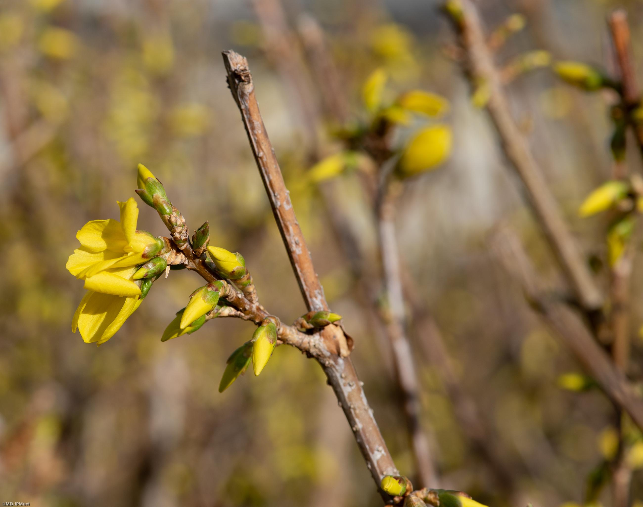 Forsythia starting to bloom