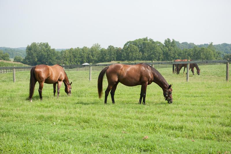 Horses grazing in a pasture