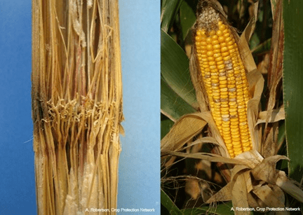 Corn stock (left)  and ear of corn (right)