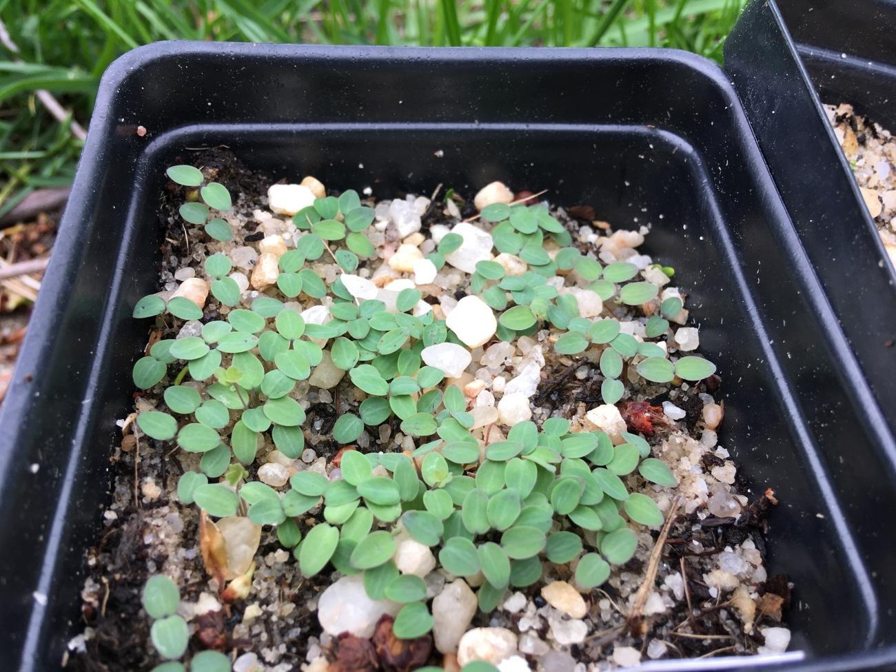 Maryland native seeds germinating in a pot