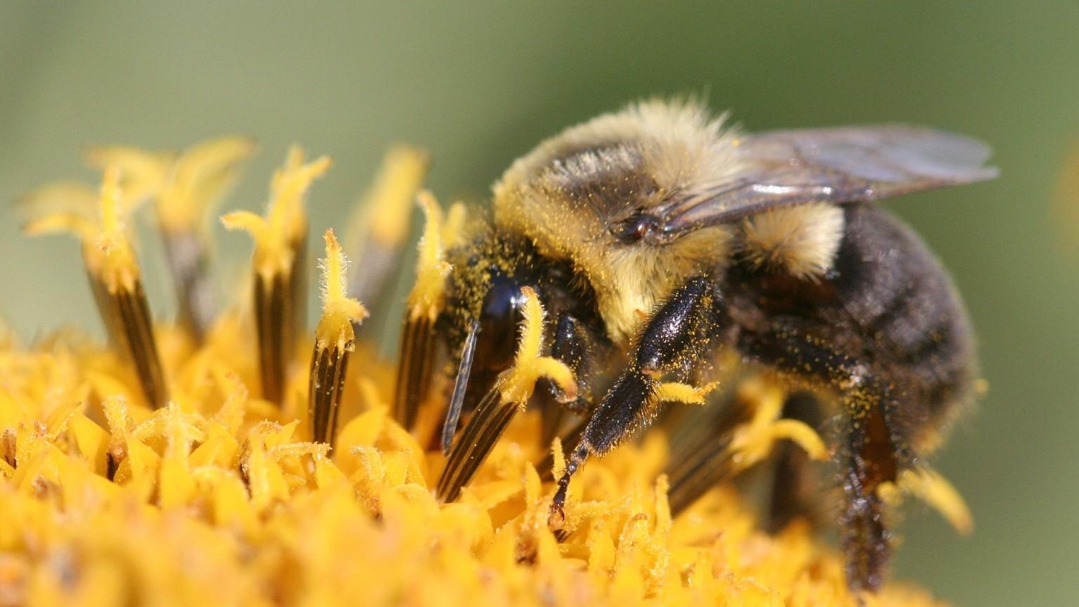 bumble bee on a flower