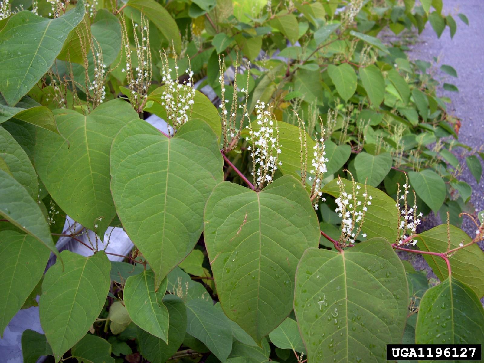 Japanese knotweed