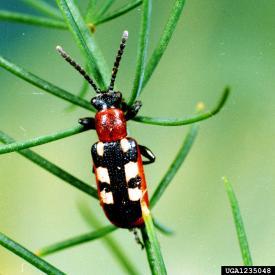 Adult common asparagus beetle