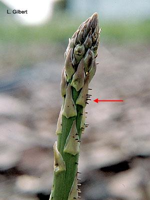 Asparagus beetle eggs on spear