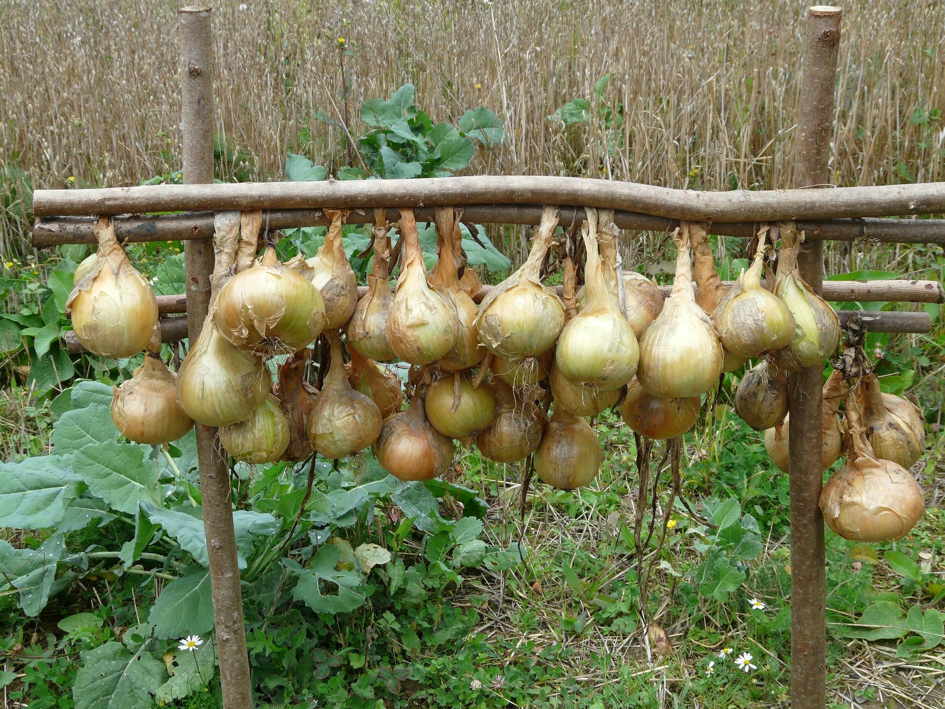 harvested onions