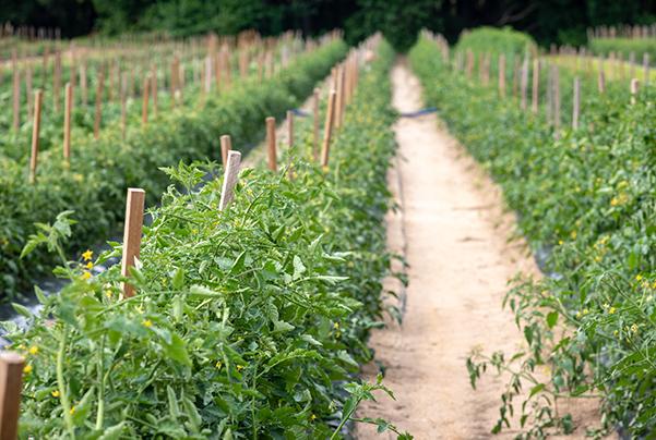 Rows of green vine crops 