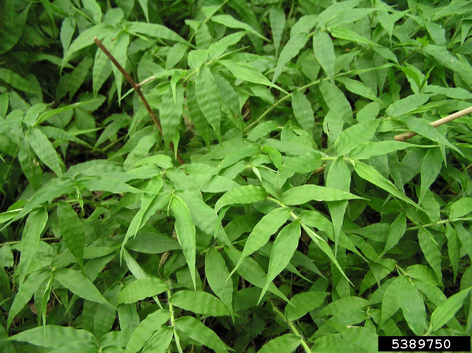 invasive wavyleaf basketgrass