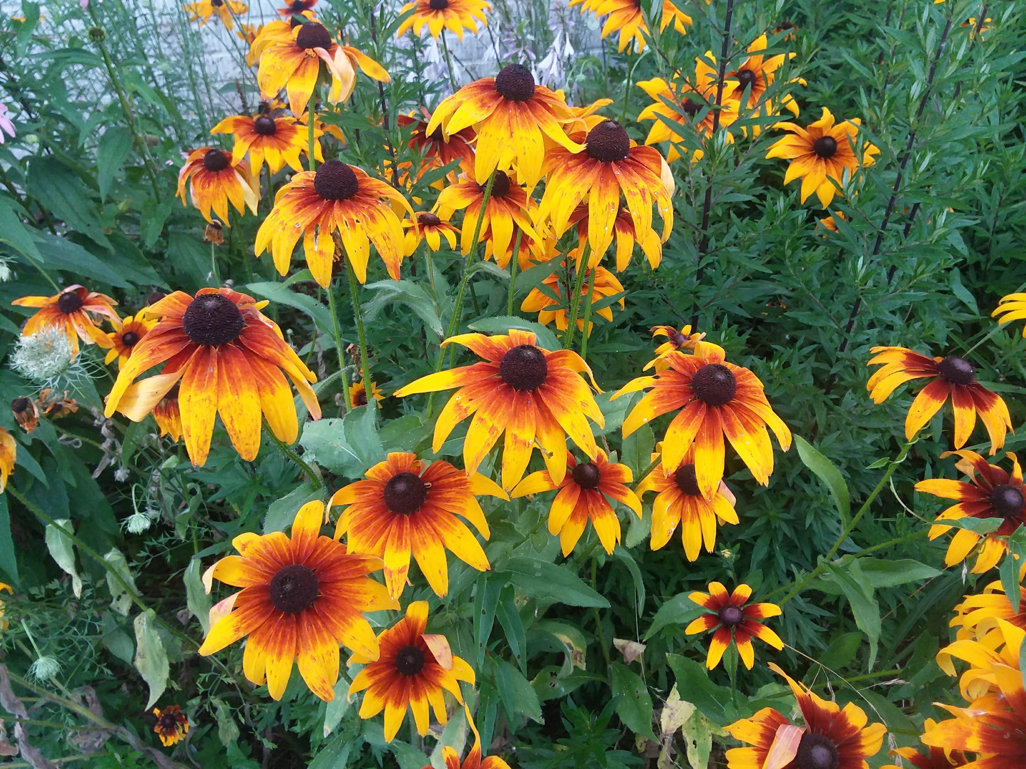 red and yellow flowers in garden