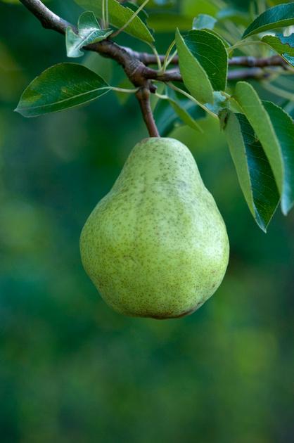 pear