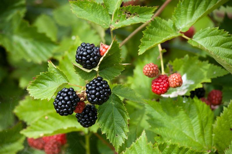 Brambles