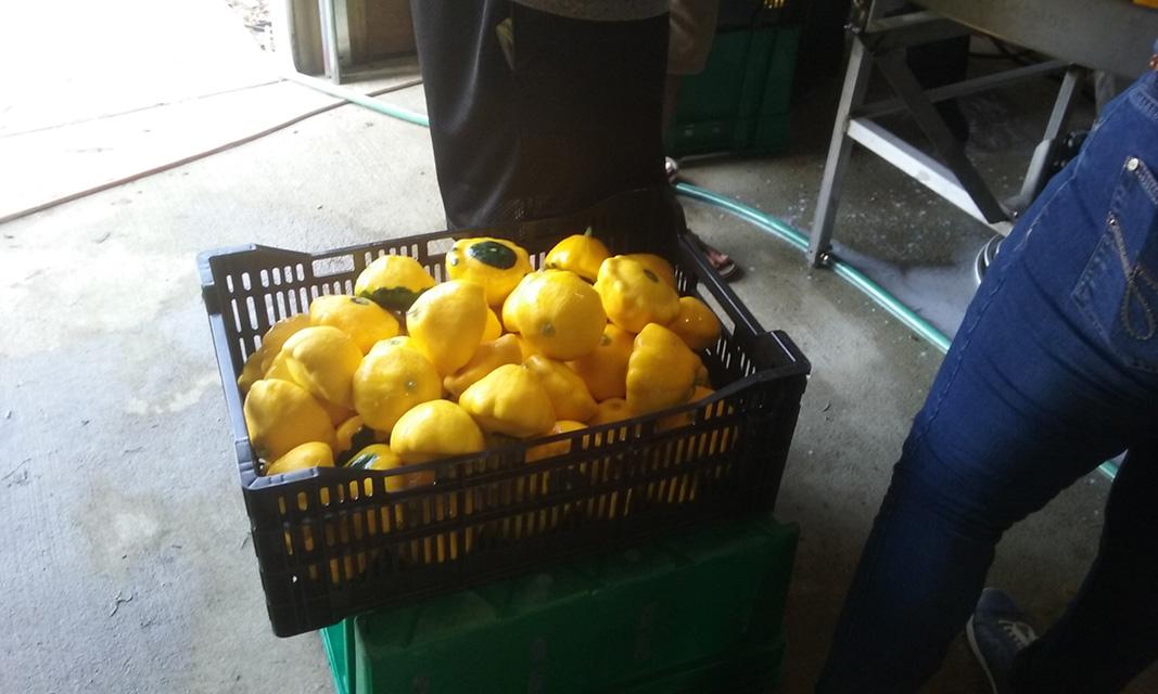 Squash in plastic bin 