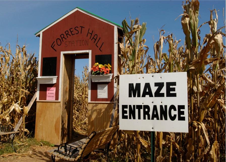 Corn Maze