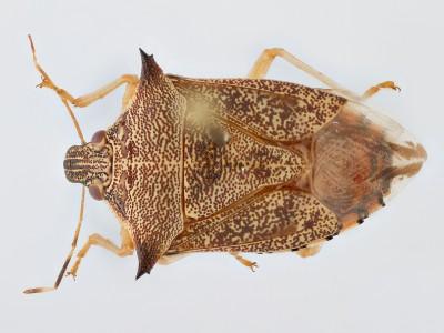 predator stink bug