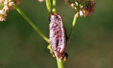 Carolina mantid egg mass