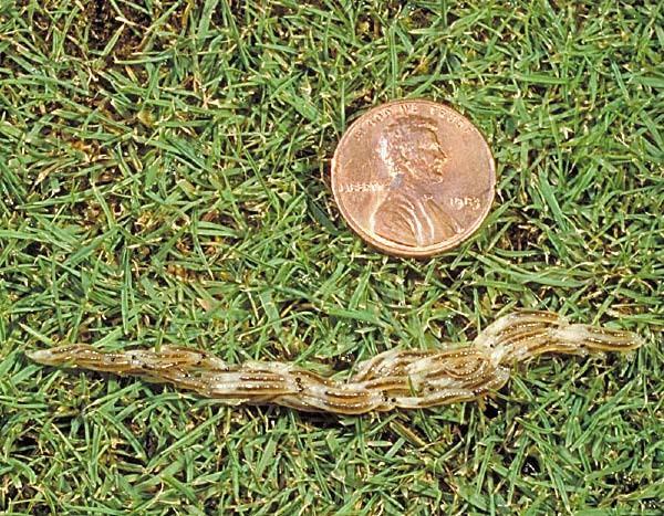 fungus gnat larvae