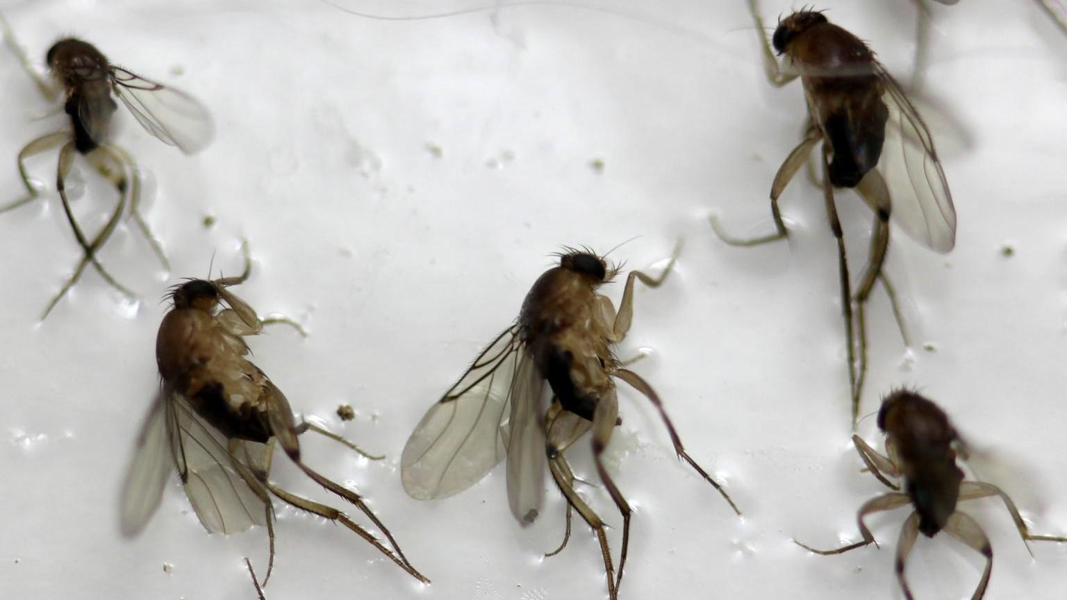 humpbacked phorid flies