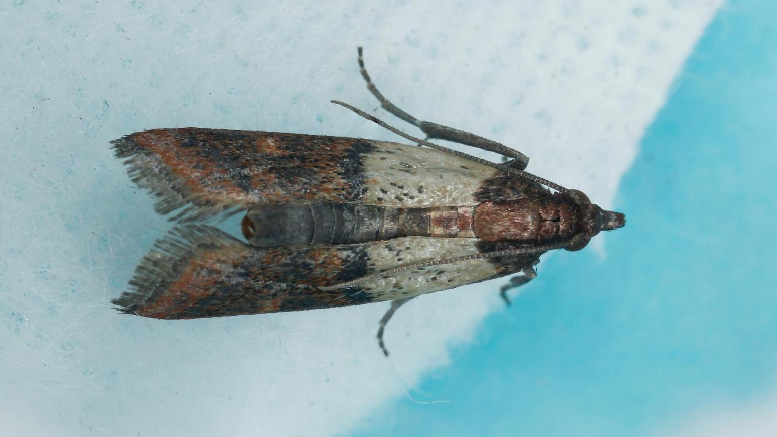 Indian meal moth