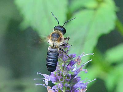 male resin bee