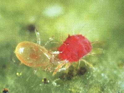 predatory mite