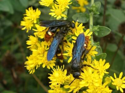 scoliid wasps on a flower