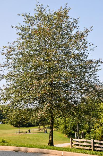 nyssa sylvatica tree