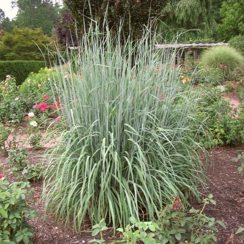 yellow indiangrass