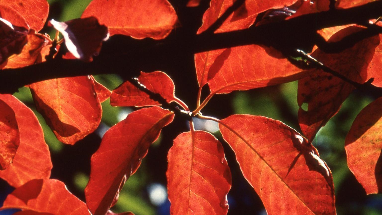 blackgum tree with red foliage color