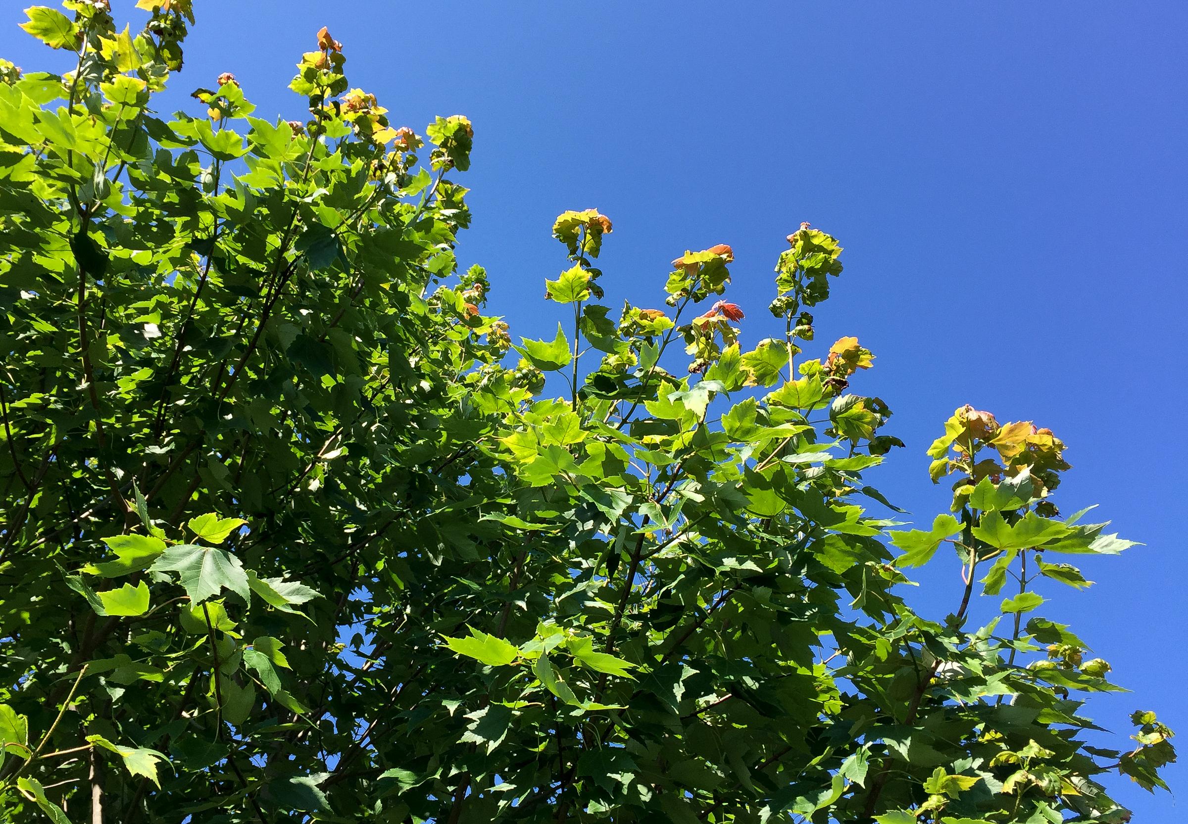 Overall tree view of potato leafhopper damage on maple