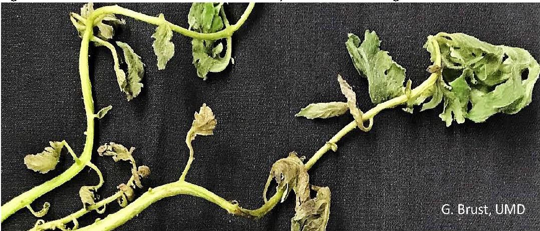 Leaves of tomato twisted and deformed by broad mite feeding