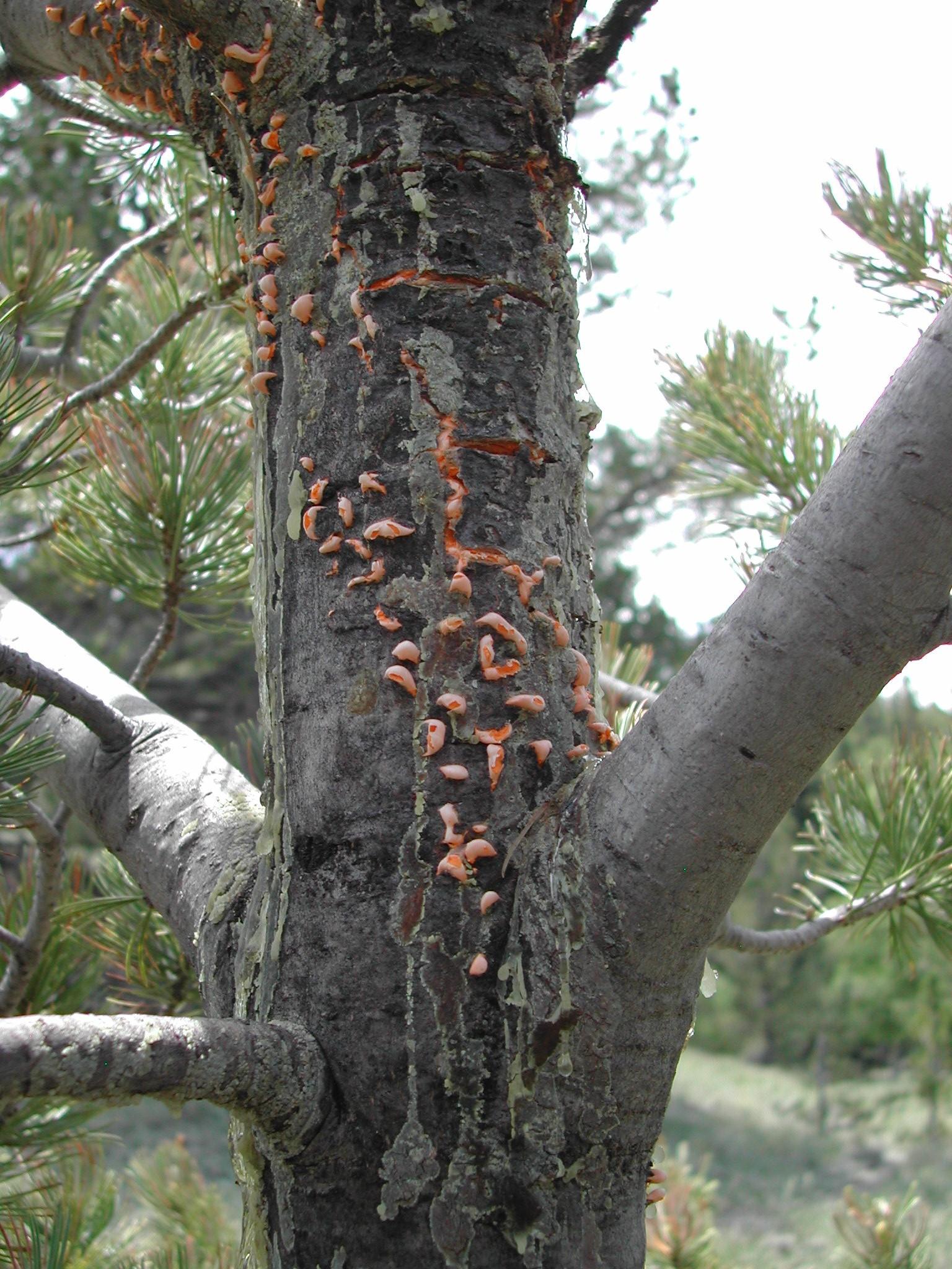 White Pine Blister Rust