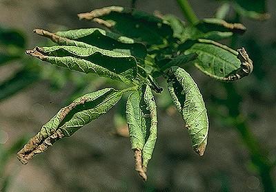 curled leaves from drought stress