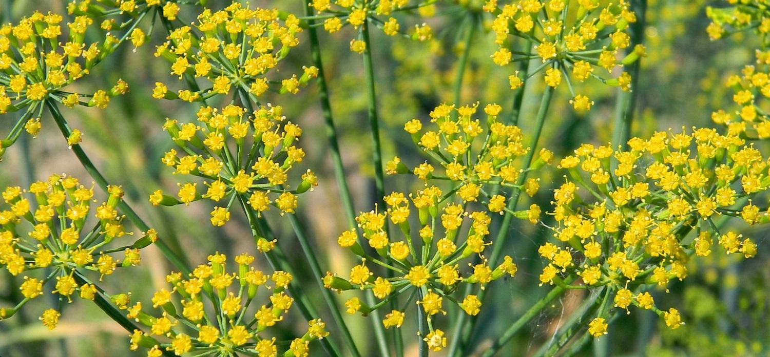 flowering dill