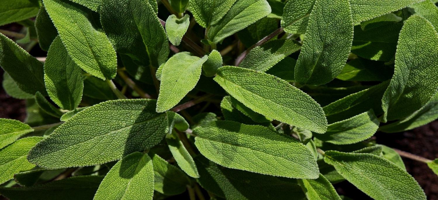 sage foliage