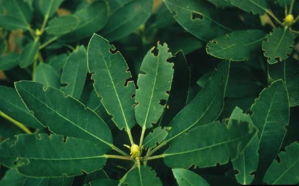 black vine weevil feeding damage