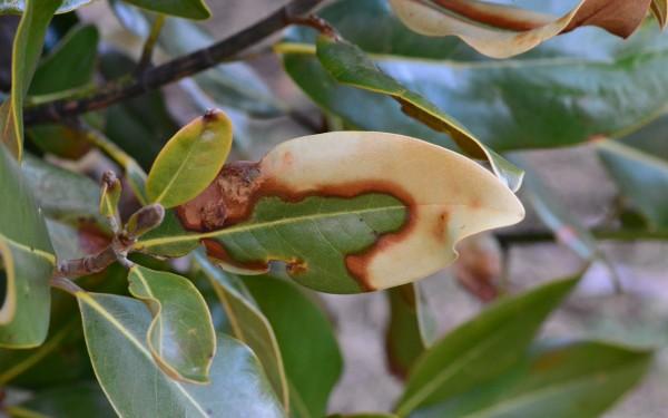 Magnolia foliage with winter scorch