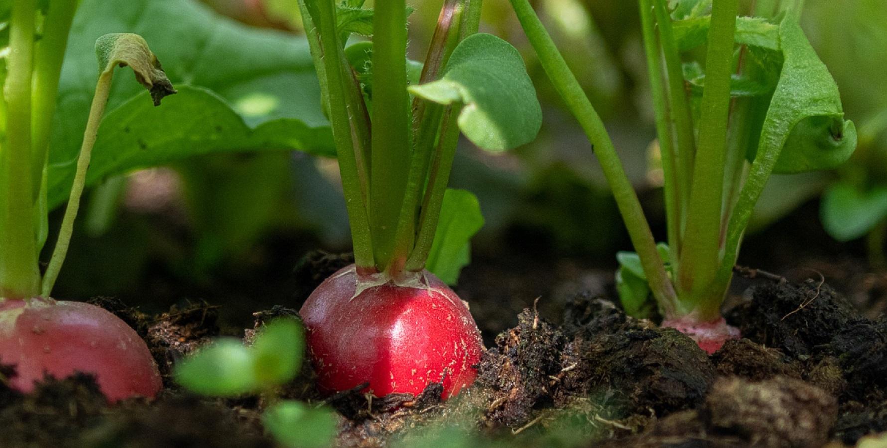 radishes ready to be harvested from the garden