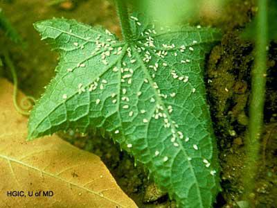 Whiteflies on underside of squash leaf