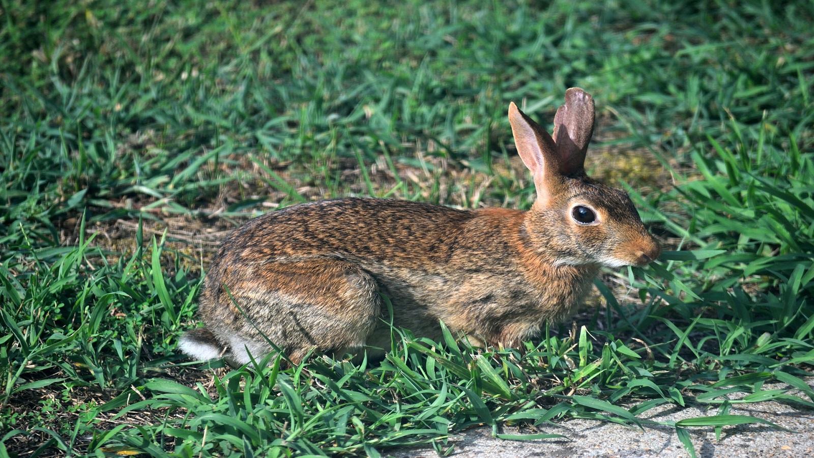 wild rabbit