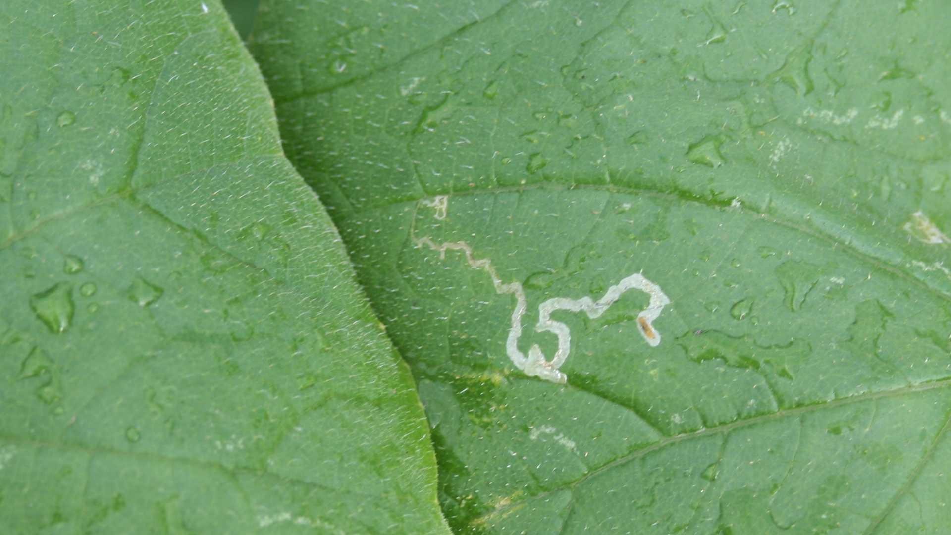 Leafminer damage on pumpkin leaves