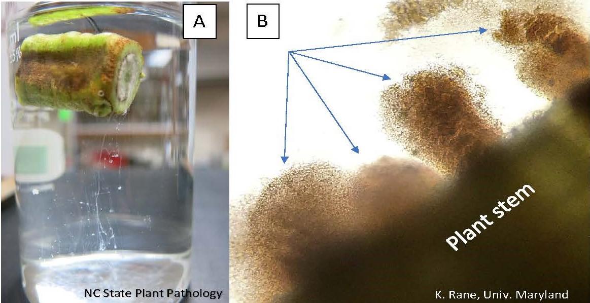 Bacterial slime streaming out of a cut stem in glass of water (A) and Bacteria streaming out of infected xylem tissue (arrows), viewed under a microscope at 100X (B).