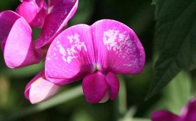 white thrips damage on a pink flower