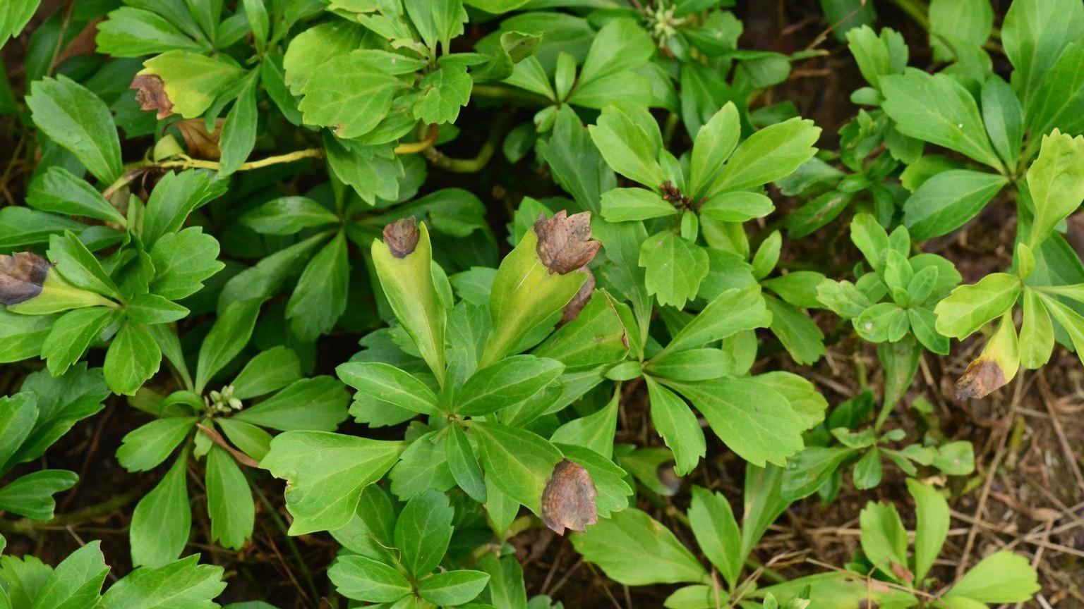 brown spots on pachysandra - volutella symptoms 