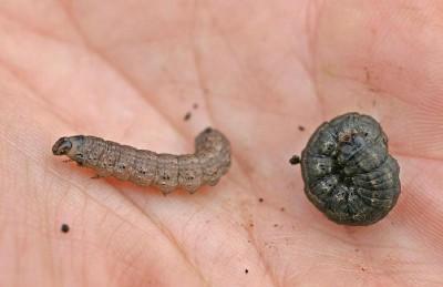 black cutworms